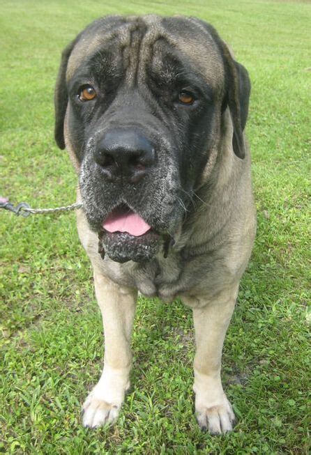 mastiff puppies florida|mastiff dog rescue florida.